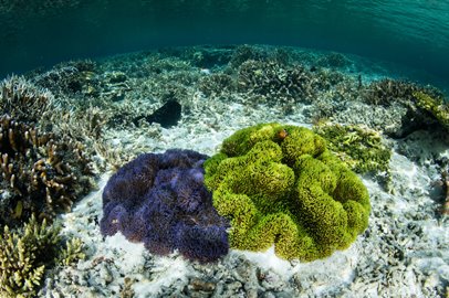 Pattaya snorkeling